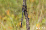 Noordse glazenmaker (Aeshna subarctica)