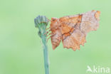 Selenia lunularia