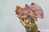 Coxcomb Prominent (Ptilodon capucina)