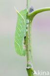 Poplar Hawk-moth (Laothoe populi)