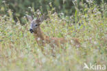 Roe Deer (Capreolus capreolus)