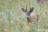 Roe Deer (Capreolus capreolus)