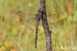 Noordse glazenmaker (Aeshna subarctica)