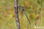 Noordse glazenmaker (Aeshna subarctica)