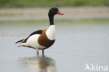 Shelduck (Tadorna tadorna)