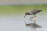 Common Redshank (Tringa totanus)