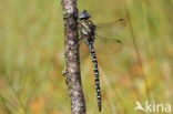 Subarctic Darner (Aeshna subarctica)