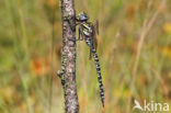 Noordse glazenmaker (Aeshna subarctica)