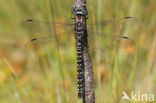 Subarctic Darner (Aeshna subarctica)