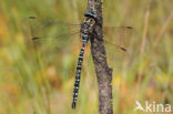 Subarctic Darner (Aeshna subarctica)