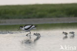 Pied Avocet (Recurvirostra avosetta)