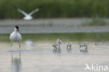 Pied Avocet (Recurvirostra avosetta)
