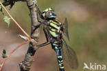 Subarctic Darner (Aeshna subarctica)