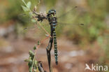 Noordse glazenmaker (Aeshna subarctica)