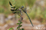 Noordse glazenmaker (Aeshna subarctica)