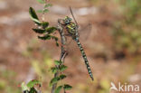 Subarctic Darner (Aeshna subarctica)