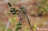 Subarctic Darner (Aeshna subarctica)