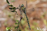 Subarctic Darner (Aeshna subarctica)