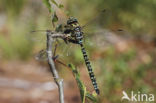 Noordse glazenmaker (Aeshna subarctica)