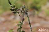 Subarctic Darner (Aeshna subarctica)