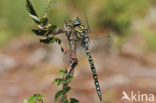 Noordse glazenmaker (Aeshna subarctica)