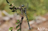 Noordse glazenmaker (Aeshna subarctica)