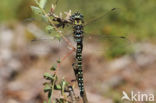 Noordse glazenmaker (Aeshna subarctica)