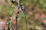 Noordse glazenmaker (Aeshna subarctica)