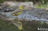 Yellowhammer (Emberiza citrinella)