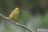 Yellowhammer (Emberiza citrinella)