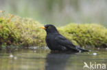 Merel (Turdus merula)