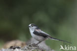 Long-tailed Tit (Aegithalos caudatus)