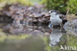 Staartmees (Aegithalos caudatus)