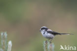 Long-tailed Tit (Aegithalos caudatus)