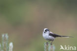 Long-tailed Tit (Aegithalos caudatus)