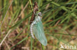 Noordse glazenmaker (Aeshna subarctica)
