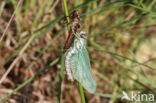 Noordse glazenmaker (Aeshna subarctica)