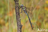 Noordse glazenmaker (Aeshna subarctica)