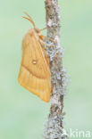 Northern Eggar (Lasiocampa quercus)