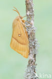 Hageheld (Lasiocampa quercus)