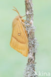 Hageheld (Lasiocampa quercus)