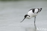 Pied Avocet (Recurvirostra avosetta)