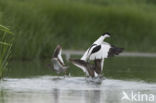 Pied Avocet (Recurvirostra avosetta)