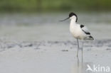 Pied Avocet (Recurvirostra avosetta)