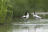Pied Avocet (Recurvirostra avosetta)