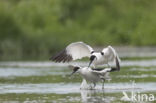 Pied Avocet (Recurvirostra avosetta)