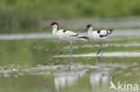 Pied Avocet (Recurvirostra avosetta)