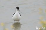 Pied Avocet (Recurvirostra avosetta)