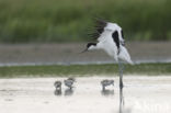 Pied Avocet (Recurvirostra avosetta)