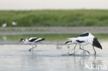 Pied Avocet (Recurvirostra avosetta)